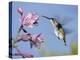 Hummingbirds in Indianapolis Backyard, Indiana, Usa-Anna Miller-Premier Image Canvas