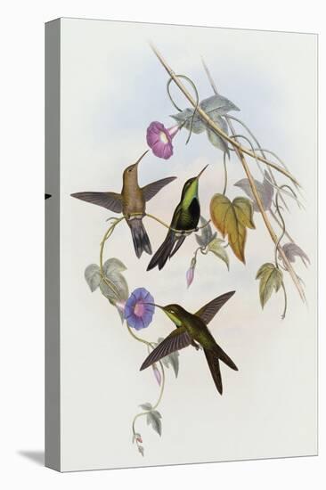 Hummingbirds, Sporadinus Elegans, Family of Humming-Birds-John Gould-Premier Image Canvas