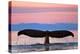 Humpback Fluke and Sunset-Lantern Press-Stretched Canvas