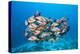 Humpback Snapper (Lutjanus Gibbus)-Reinhard Dirscherl-Premier Image Canvas