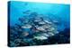 Humpback Snapper School (Lutjanus Gibbus) Indian Ocean-Reinhard Dirscherl-Premier Image Canvas