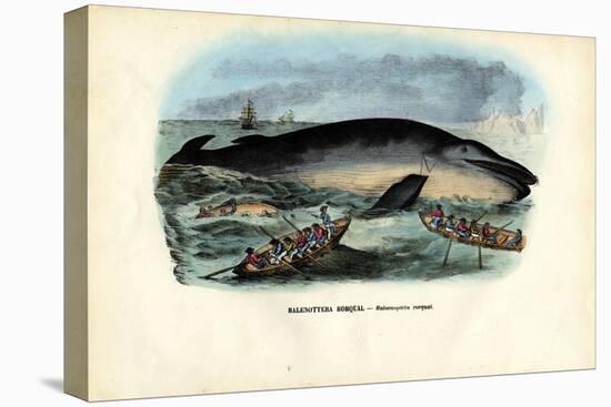 Humpback Whale, 1863-79-Raimundo Petraroja-Premier Image Canvas