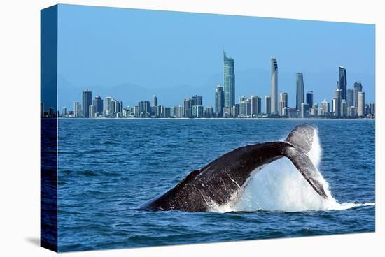 Humpback Whale at Gold Coast-null-Stretched Canvas