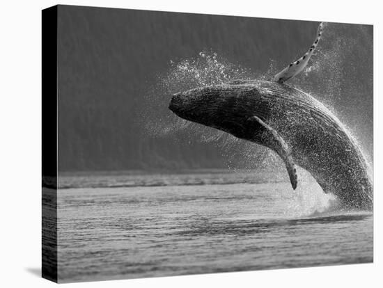 Humpback Whale Breaching, Chatham Strait, Angoon, Tongass National Forest, Alaska, Usa-Paul Souders-Premier Image Canvas