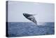 Humpback Whale Breaching from the Atlantic Ocean-DLILLC-Premier Image Canvas