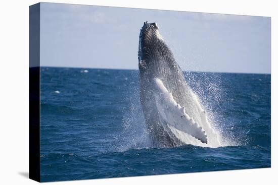 Humpback Whale Breaching from the Atlantic Ocean-DLILLC-Premier Image Canvas