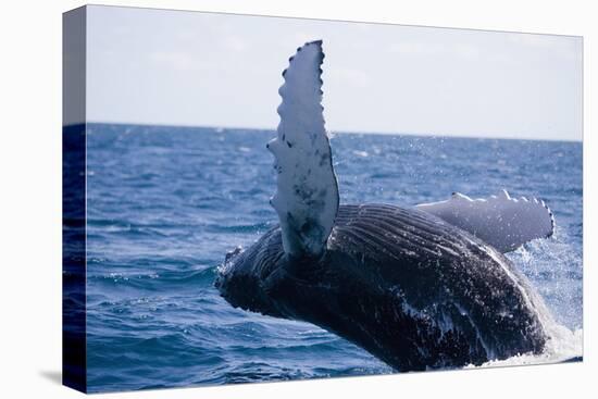 Humpback Whale Breaching from the Atlantic Ocean-DLILLC-Premier Image Canvas