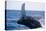 Humpback Whale Breaching from the Atlantic Ocean-DLILLC-Premier Image Canvas