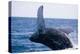 Humpback Whale Breaching from the Atlantic Ocean-DLILLC-Premier Image Canvas