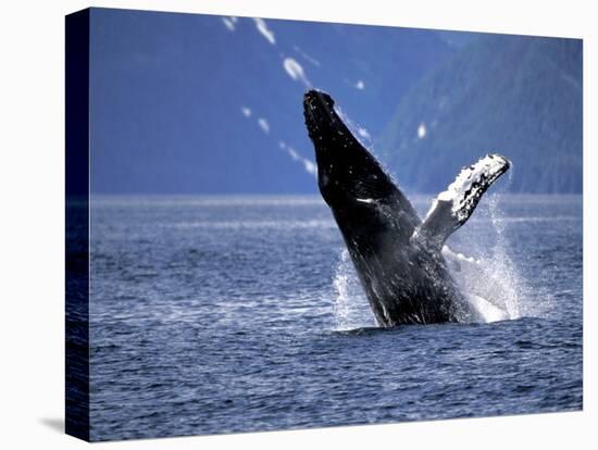 Humpback Whale Breaching, Inside Passage, Alaska, USA-Stuart Westmoreland-Premier Image Canvas