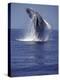 Humpback Whale Breaching-Michele Westmorland-Premier Image Canvas