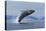 Humpback Whale Calf Breach in Disko Bay in Greenland-Paul Souders-Premier Image Canvas