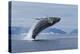 Humpback Whale Calf Breach in Disko Bay in Greenland-Paul Souders-Premier Image Canvas