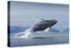 Humpback Whale Calf Breaching in Disko Bay in Greenland-null-Premier Image Canvas