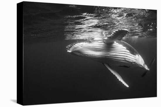 Humpback Whale Calf Playing on the Surface, Tonga-Wildestanimal-Premier Image Canvas