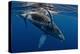 Humpback Whale Calf, Reunion Island-Cédric Péneau-Premier Image Canvas