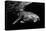 Humpback Whale calf-Barathieu Gabriel-Premier Image Canvas