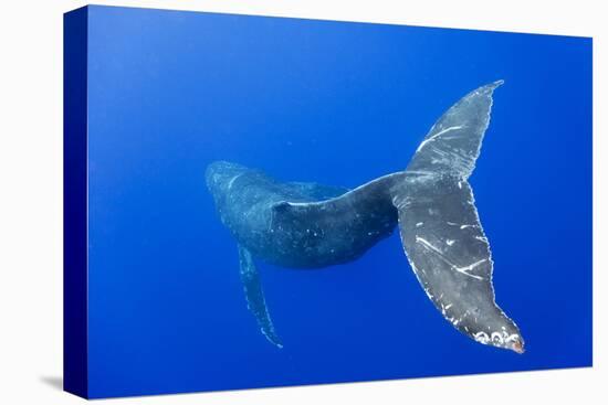 Humpback Whale Diving from Surface-Paul Souders-Premier Image Canvas