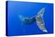 Humpback Whale Diving from Surface-Paul Souders-Premier Image Canvas