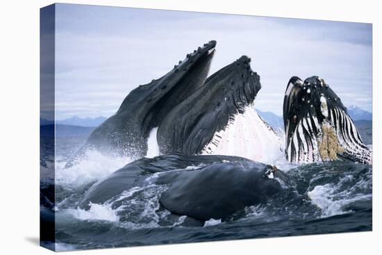 Humpback Whale feeding (Megaptera novaeangliae). Frederick Sd, S. E. Alaska-Duncan Murrell-Premier Image Canvas