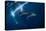 Humpback Whale in Active Group-Barathieu Gabriel-Premier Image Canvas