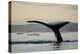 Humpback Whale in Disko Bay in Greenland-Paul Souders-Premier Image Canvas