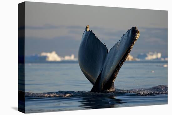 Humpback Whale in Disko Bay in Greenland-Paul Souders-Premier Image Canvas