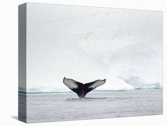 Humpback whale  in front of icebergs at the mouth of the Ilulissat Icefjord at Disko Bay, Greenland-Martin Zwick-Premier Image Canvas