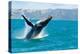 Humpback Whale Jumping out of the Water-KonArt-Premier Image Canvas