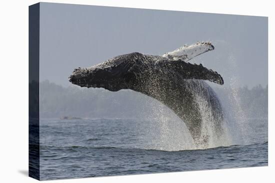 Humpback Whale (Megaptera Novaeangliae) Adult Breaching, Vancouver Island, British Columbia-Bertie Gregory-Premier Image Canvas