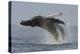 Humpback Whale (Megaptera Novaeangliae) Adult Breaching, Vancouver Island, British Columbia-Bertie Gregory-Premier Image Canvas