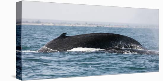 Humpback whale (Megaptera novaeangliae), Anakao, southern area, Madagascar, Africa-Christian Kober-Premier Image Canvas