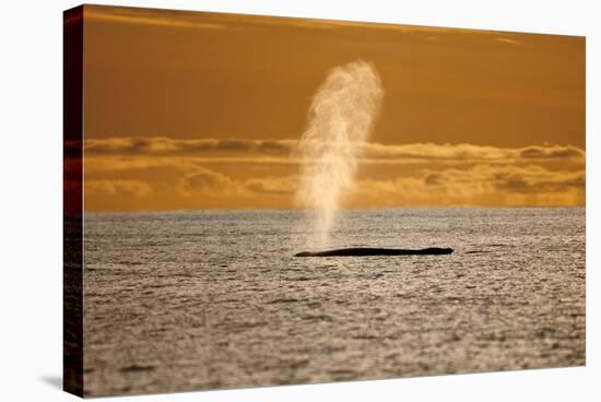 Humpback Whale (Megaptera Novaeangliae) Blowing at Sunset, Disko Bay, Greenland, August 2009-Jensen-Premier Image Canvas