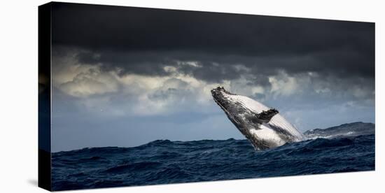 Humpback Whale (Megaptera Novaeangliae) Breaching During Annual Sardine Run-Wim van den Heever-Premier Image Canvas