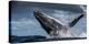 Humpback Whale (Megaptera Novaeangliae) Breaching During Annual Sardine Run-Wim van den Heever-Premier Image Canvas