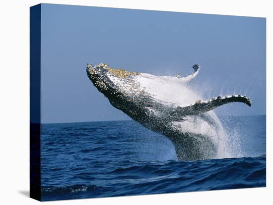 Humpback Whale (Megaptera Novaeangliae) Breaching in the Sea-null-Premier Image Canvas