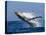 Humpback Whale (Megaptera Novaeangliae) Breaching in the Sea-null-Premier Image Canvas