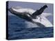 Humpback Whale (Megaptera Novaeangliae) Breaching in the Sea-null-Premier Image Canvas