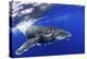 Humpback Whale (Megaptera Novaeangliae) Calf. Tonga, South Pacific, September-Doc White-Premier Image Canvas