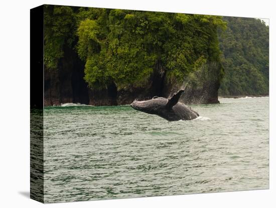 Humpback Whale (Megaptera novaeangliae) in the Pacific Ocean, Nuqui, Colombia-null-Premier Image Canvas