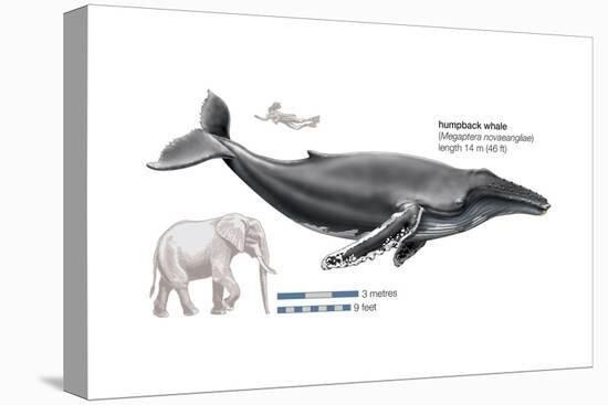 Humpback Whale (Megaptera Novaeangliae), Mammals-Encyclopaedia Britannica-Stretched Canvas