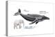 Humpback Whale (Megaptera Novaeangliae), Mammals-Encyclopaedia Britannica-Stretched Canvas