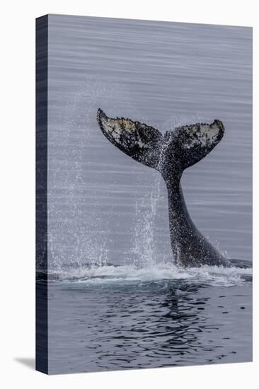 Humpback Whale (Megaptera Novaeangliae) Surface Display, Tail Throw, Useful Island, Antarctica-Michael Nolan-Premier Image Canvas