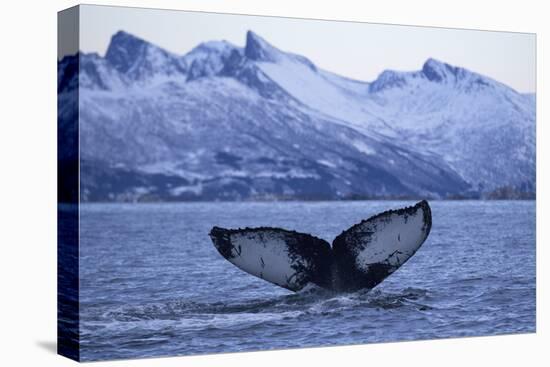 Humpback Whale (Megaptera Novaeangliae) Tail Fluke Above Water before Diving-Widstrand-Premier Image Canvas