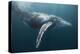Humpback Whale (Megaptera Novaeangliae)-Reinhard Dirscherl-Premier Image Canvas