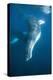 Humpback Whale (Megaptera Novaeangliae)-Reinhard Dirscherl-Premier Image Canvas