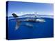 Humpback whale, mother and calf, West Maui, Hawaii-David Fleetham-Premier Image Canvas