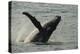 Humpback Whale, Sardine Run, Eastern Cape South Africa-Pete Oxford-Premier Image Canvas