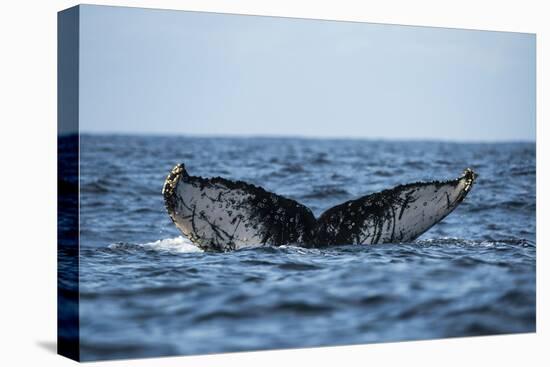 Humpback Whale, Sardine Run, Eastern Cape, South Africa-Pete Oxford-Premier Image Canvas