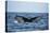 Humpback Whale, Sardine Run, Eastern Cape, South Africa-Pete Oxford-Premier Image Canvas